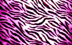 Colorful Animal Print Desktop Wallpaper: Wallpapers for Gt Colorful Zebra Print Wallpaper Desktop 1280x800px