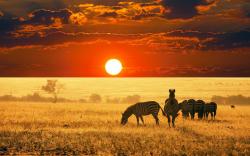 Zebras Sunrise Africa