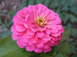 Zinnias are annual flowers having long stalk. They are mostly grown to decorate flower vases and making floral arrangements. Gardeners love to plant these ...