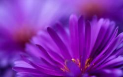 Zoom Purple Flower