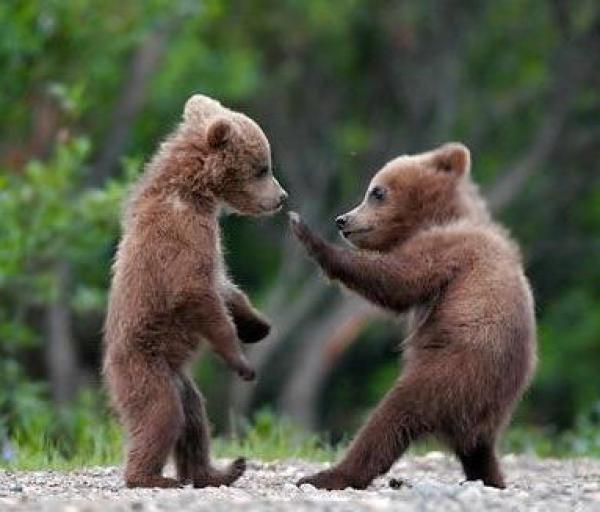 Cute Bear Pictures