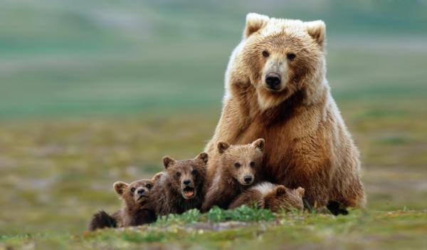 Cute Bear Pictures