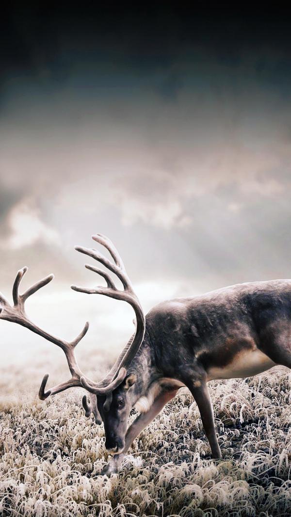 Wild Deer Wallpaper