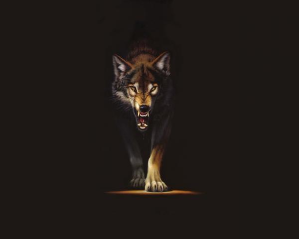 Wild Wolf Wallpaper